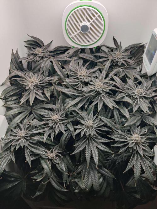 Vivian. Week 15 - Day 3