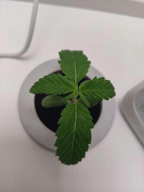 Helena. Week 1 - Day 5