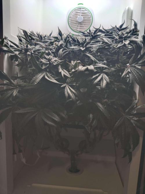 Vivian. Week 15 - Day 4