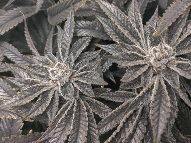 Vivian. Week 15 - Day 4