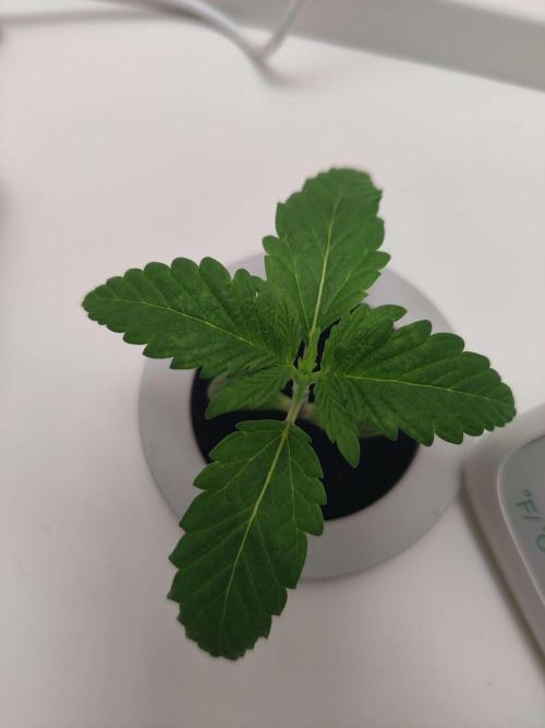 Helena. Week 1 - Day 6