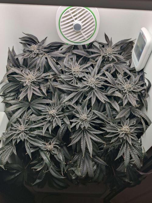 Vivian. Week 15 - Day 5