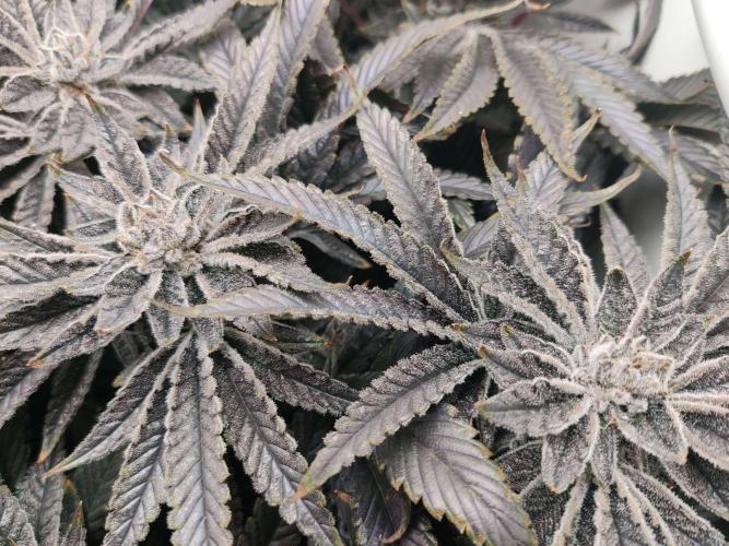 Vivian. Week 15 - Day 5