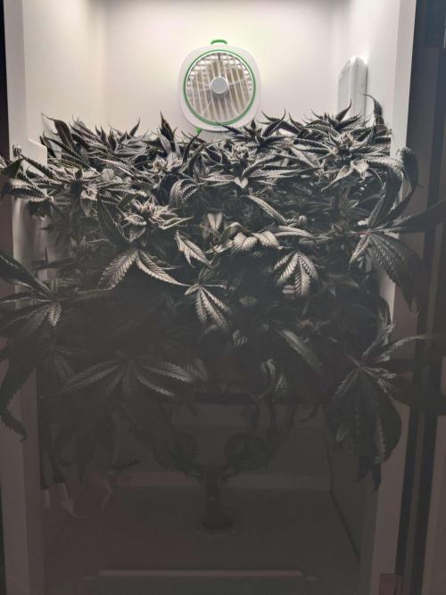 Vivian. Week 15 - Day 5