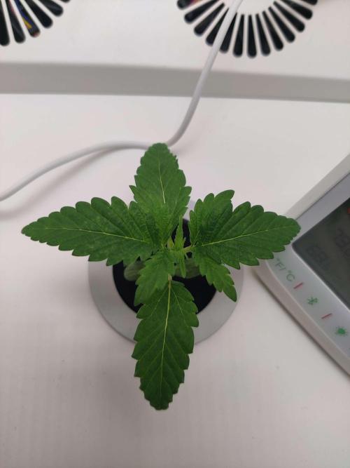 Helena. Week 1 - Day 7