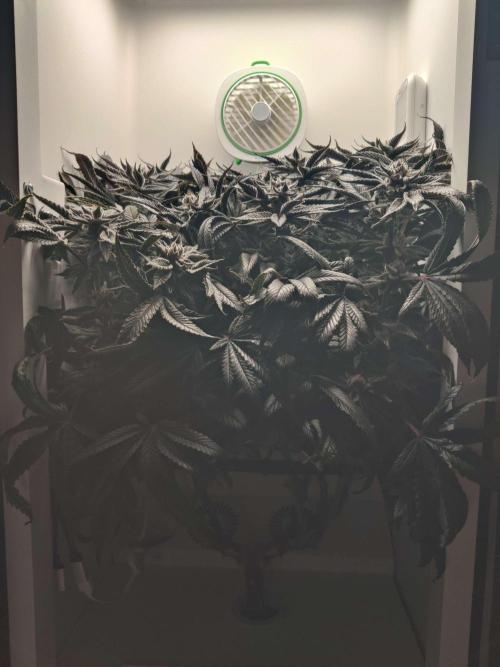 Vivian. Week 15 - Day 6