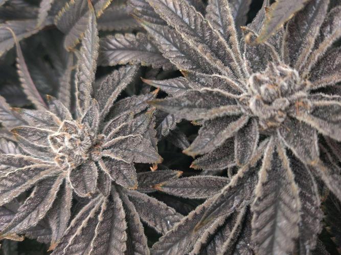 Vivian. Week 15 - Day 6