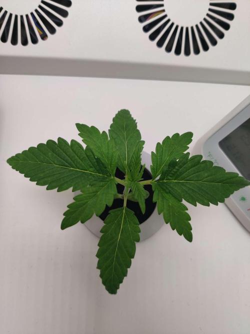 Helena. Week 2 - Day 1