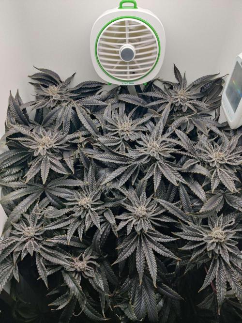 Vivian. Week 15 - Day 7