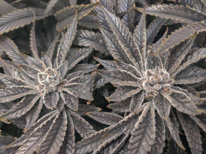 Vivian. Week 15 - Day 7