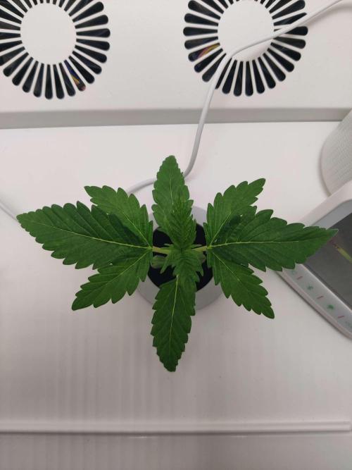 Helena. Week 2 - Day 2