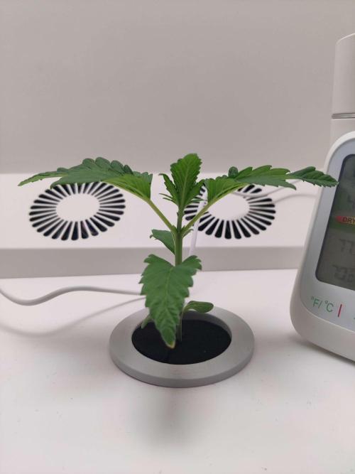 Helena. Week 2 - Day 2