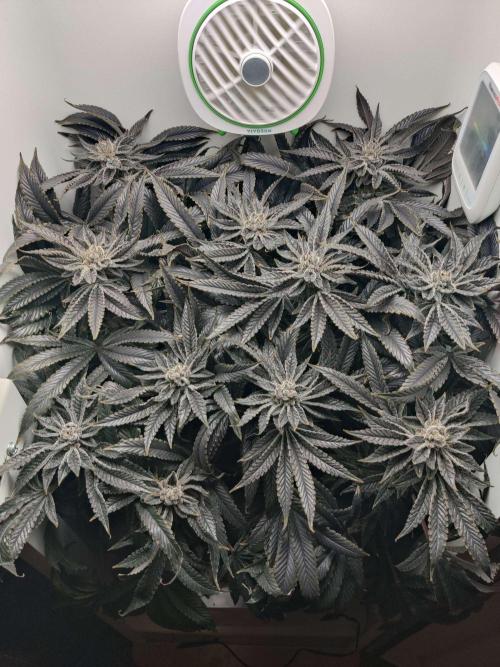 Vivian. Week 16 - Day 1