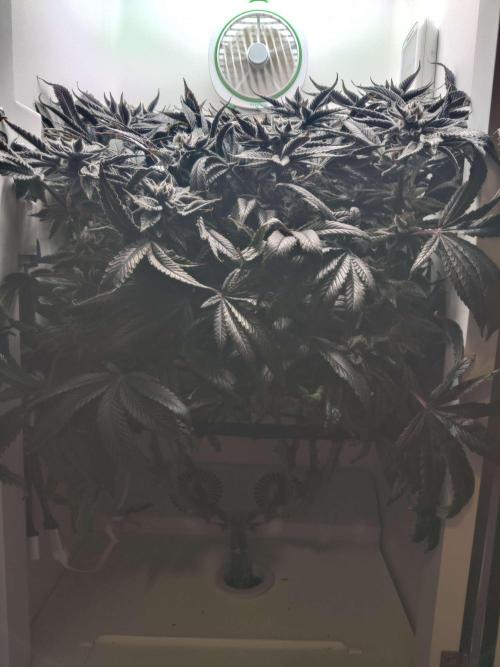 Vivian. Week 16 - Day 1