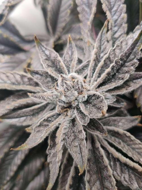 Vivian. Week 16 - Day 1