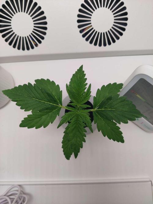 Helena. Week 2 - Day 3