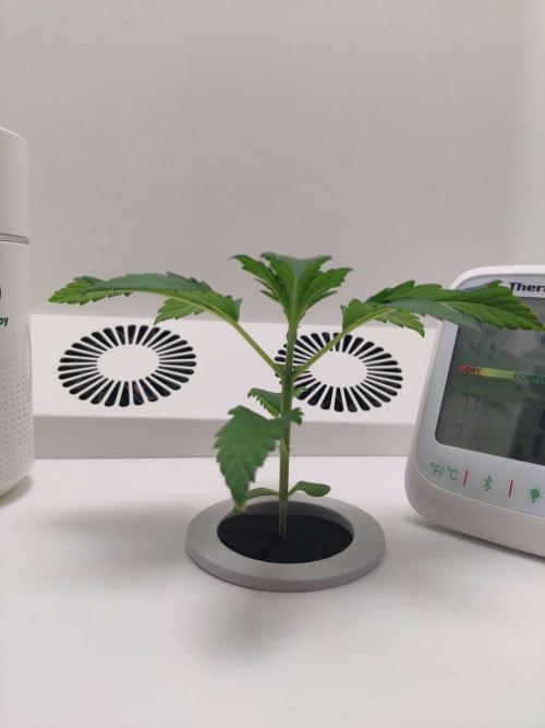 Helena. Week 2 - Day 3