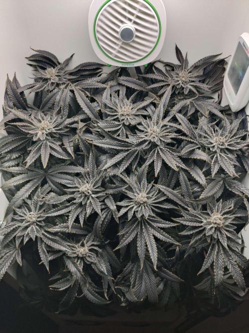 Vivian. Week 16 - Day 2