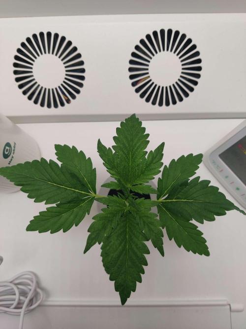 Helena. Week 2 - Day 4