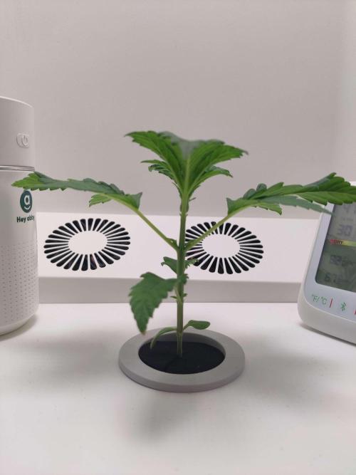 Helena. Week 2 - Day 4