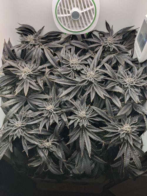 Vivian. Week 16 - Day 3