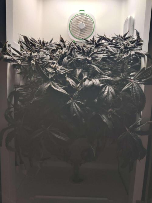 Vivian. Week 16 - Day 3