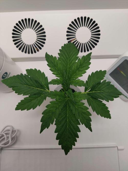 Helena. Week 2 - Day 5