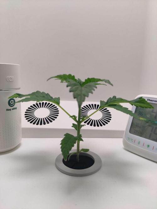 Helena. Week 2 - Day 5