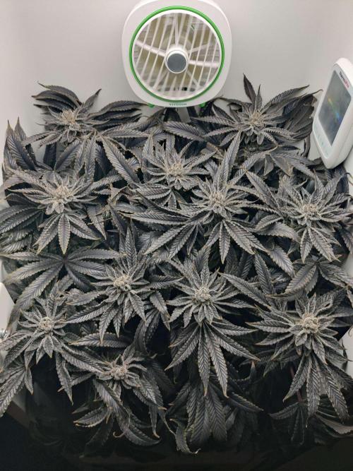 Vivian. Week 16 - Day 4