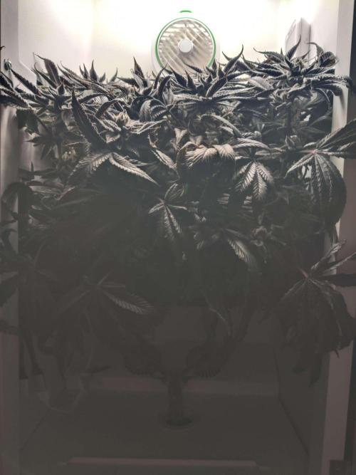 Vivian. Week 16 - Day 4