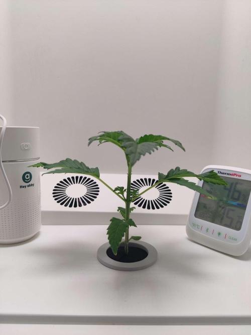 Helena. Week 2 - Day 6