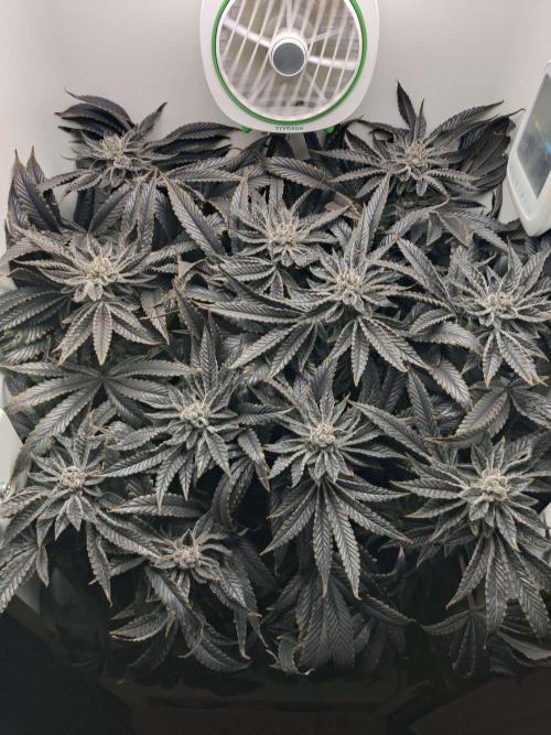 Vivian. Week 16 - Day 5