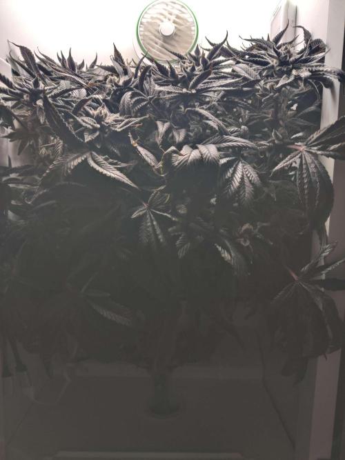 Vivian. Week 16 - Day 5