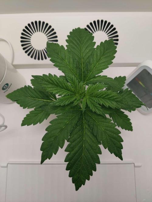 Helena. Week 2 - Day 7