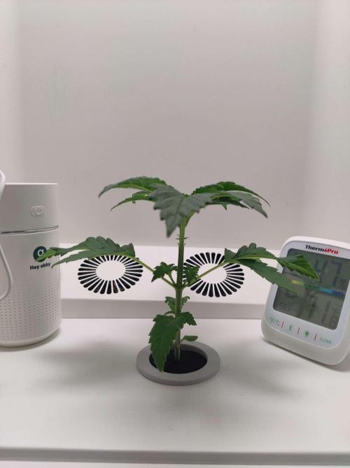 Helena. Week 2 - Day 7