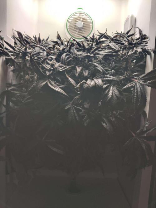 Vivian. Week 16 - Day 6