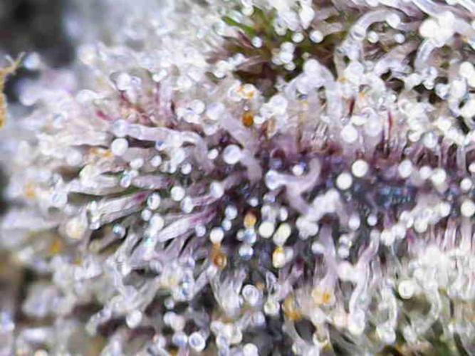 Vivian. Week 16 - Day 6