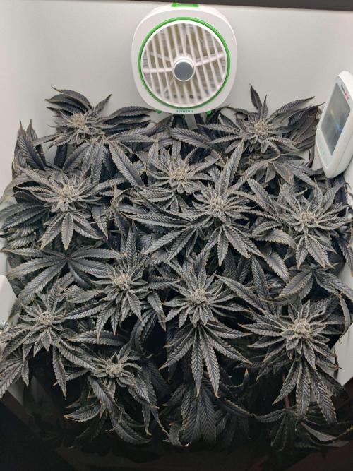 Vivian. Week 16 - Day 6