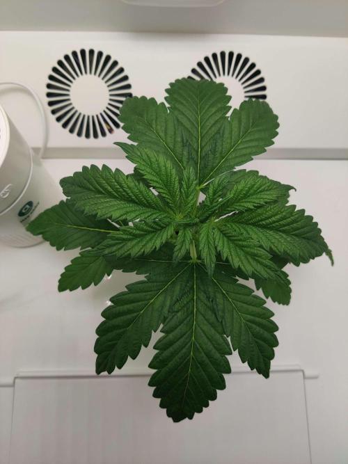 Helena. Week 3 - Day 1