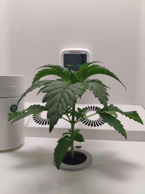 Helena. Week 3 - Day 1