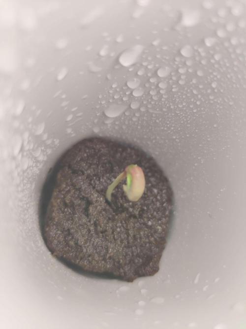 Misty. Week 0 - Day 3