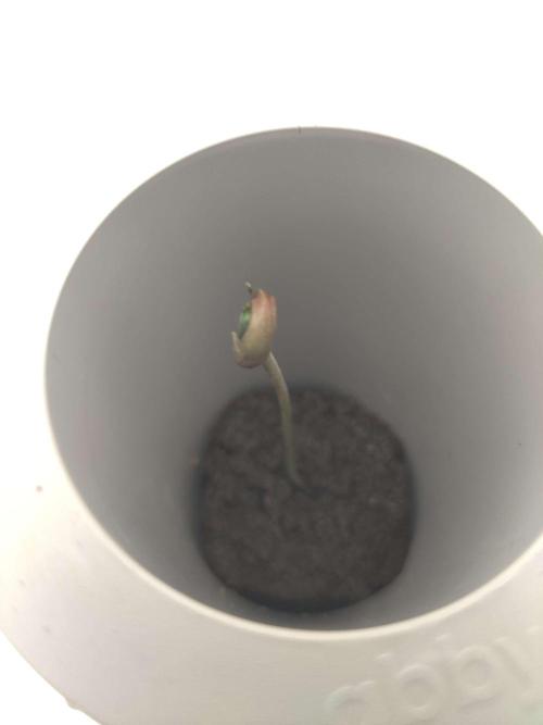 Misty. Week 0 - Day 4