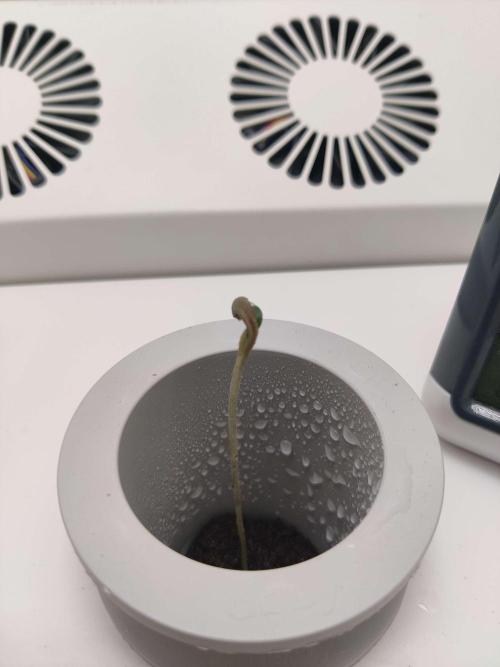 Misty. Week 0 - Day 5