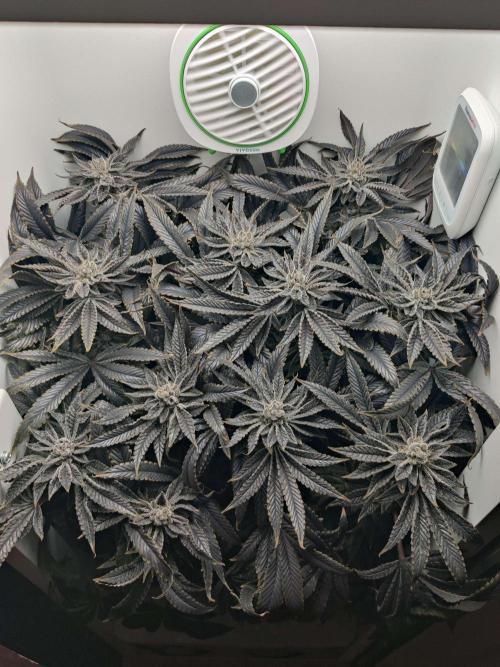 Vivian. Week 16 - Day 7