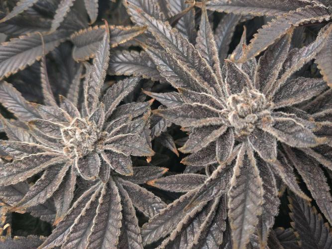 Vivian. Week 16 - Day 7