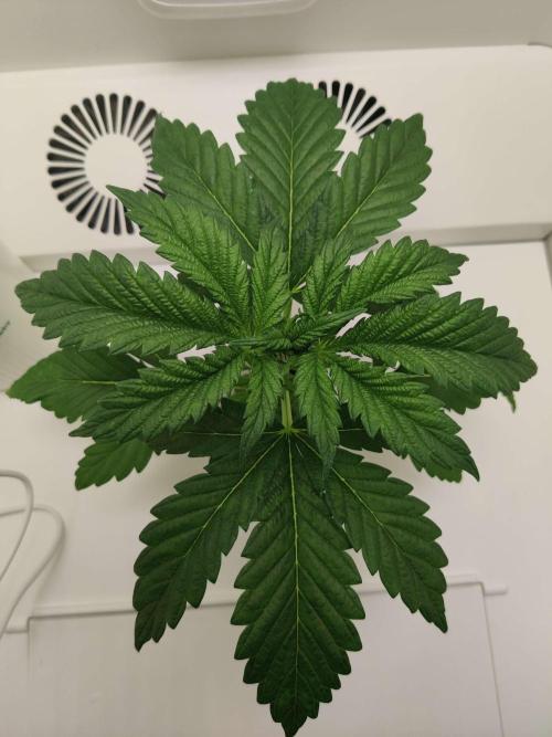 Helena. Week 3 - Day 2