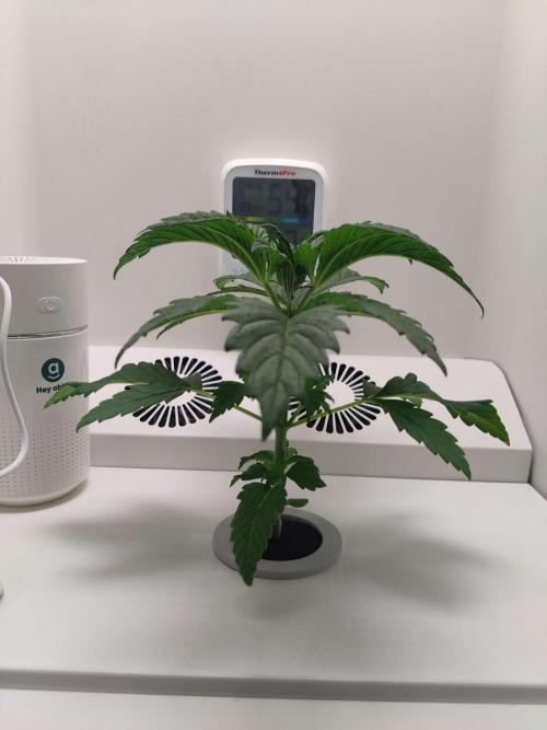 Helena. Week 3 - Day 2