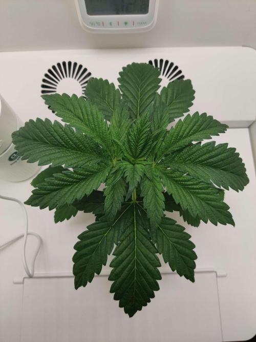 Helena. Week 3 - Day 3