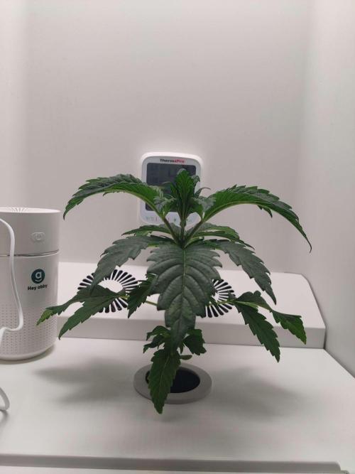 Helena. Week 3 - Day 3