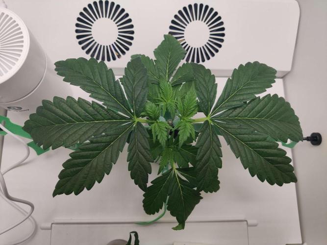 Helena. Week 3 - Day 4